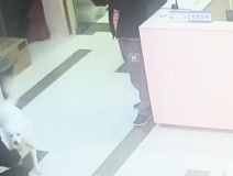 有問(wèn)題找警察，薩摩耶派出所報(bào)案，不注意這件事，對(duì)狗狗致命，警察蜀黍卻幫不上忙！