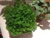 這幾種植物擺家中，空氣清新一整年！