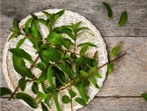 植物可以去甲醛嗎？甲醛治理原理是什么