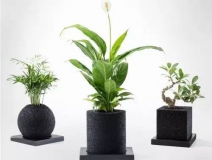 怎么甲醛治理靠得牢？竹炭、植物成最大“騙局”